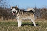ALASKAN MALAMUTE 817